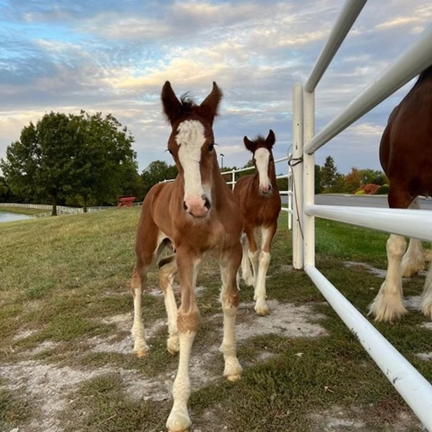 Budweiser Announces Birth of 4 New Clydesdales